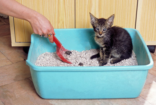 jeune chaton dans sa liti&egrave;re - apprentissage de la propret&eacute;