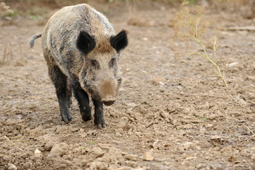 Wildschweine 18
