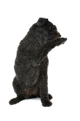 Black Bouvier des Flanders isolated on white