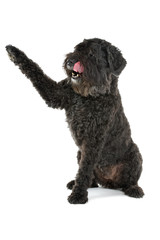 Black Bouvier des Flanders isolated on white