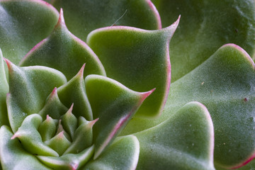 A stock photograph of a close up view of a succulent plant.