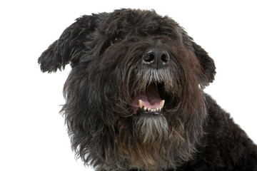 Black Bouvier des Flanders isolated on white