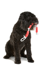 Black Bouvier des Flanders isolated on white