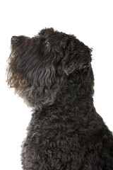 Black Bouvier des Flanders isolated on white