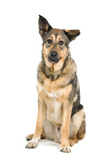 mixed breed dog isolated on a white background