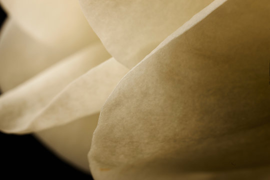 Fototapeta a white magnolia in the studio against a black background.