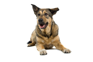 mixed breed dog isolated on a white background