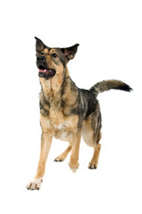 mixed breed dog isolated on a white background