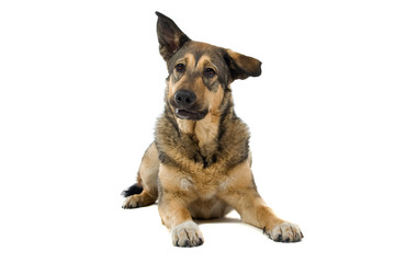mixed breed dog isolated on a white background