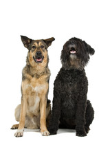 old Bouvier des Flandres dog and a mixed breed dog