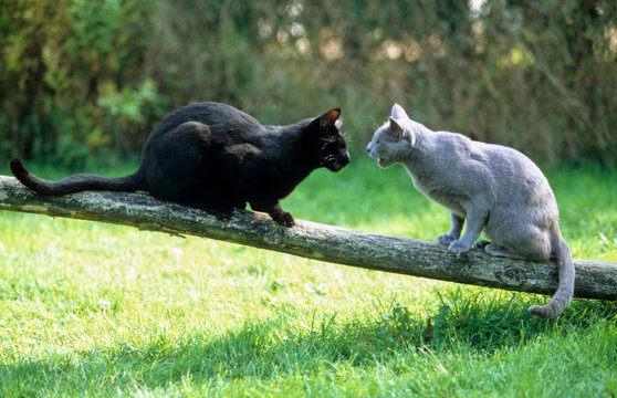 rencontre de deux chats dans la nature - bagarre