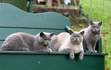 Katzenfamilie