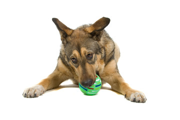 mixed breed dog isolated on a white background
