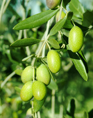Green olives on a tree
