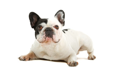 French Bulldog isolated on a white background