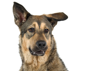 mixed breed dog isolated on a white background