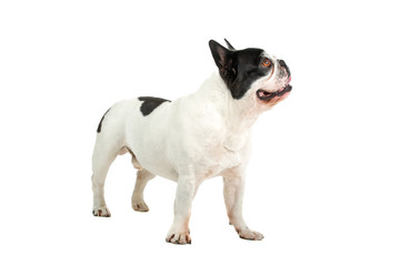 French Bulldog isolated on a white background