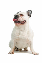 French Bulldog isolated on a white background