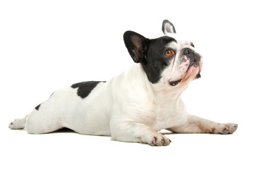 French Bulldog isolated on a white background