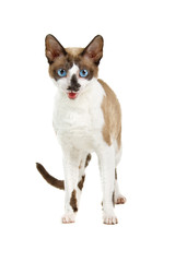 cornish rex cat isolated on white