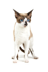 cornish rex cat isolated on white