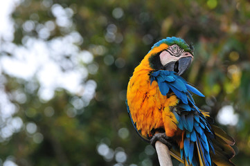 ルリコンゴウインコ