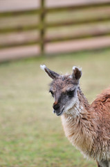 リャマのポートレート