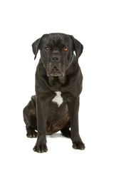 cane corso mastiff isolated on white