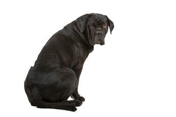 cane corso mastiff isolated on white