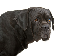 cane corso mastiff isolated on white