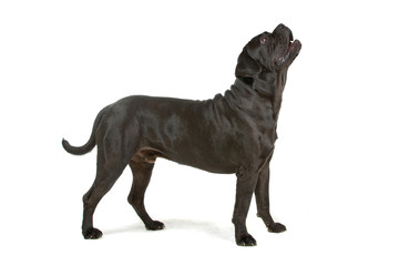 cane corso mastiff isolated on white