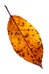 Leaf on a gleam, capillaries of a leaf are visible