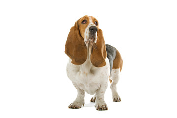 English basset dog (hound) isolated on white