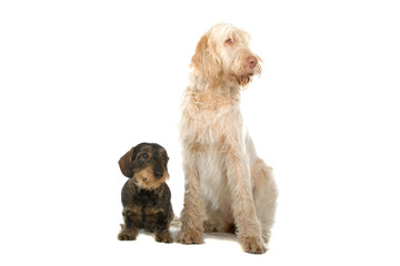 Wire-haired dachshund, "sausage dog" and a Spinone Italiano