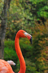 フラミンゴのポートレート