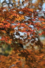 紅葉