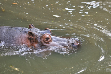 Fototapeta premium hippopotamus swiming in the pond