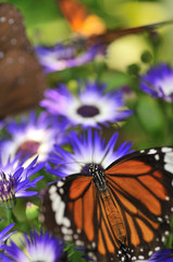 Paradise of butterfly