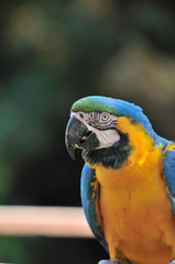 Blue-and-yellow Macaw