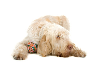 Spinone Italiano ,Italian pointer dog isolated on white