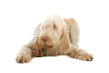 Spinone Italiano ,Italian pointer dog isolated on white