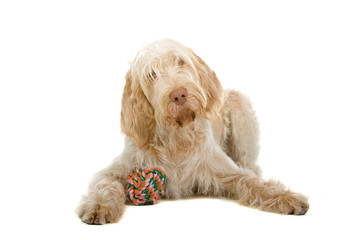 Spinone Italiano ,Italian pointer dog isolated on white