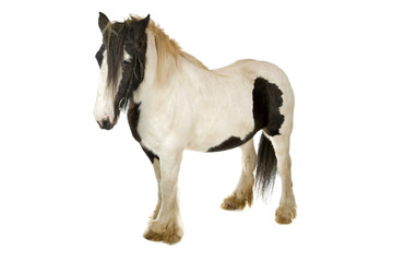 white and brown horse isolated on a white background