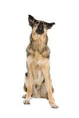 mixed breed dog isolated on a white background