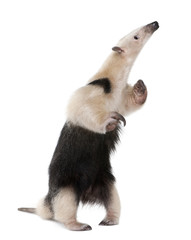 Collared Anteater standing in front of white background