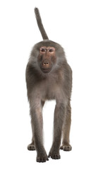 Obraz premium Portrait of Baboon standing in front of white background
