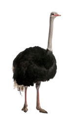 Portret van mannelijke struisvogel, staande tegen een witte achtergrond