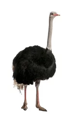 Washable wall murals Ostrich Portrait of male ostrich, standing against white background