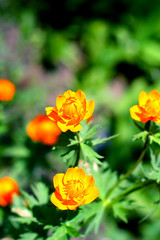 orange flowers