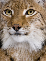 Fototapeta premium Close-up of Eurasian Lynx, Lynx lynx, 5 years old